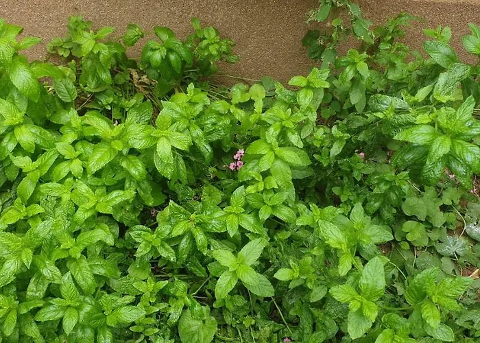 Mendula